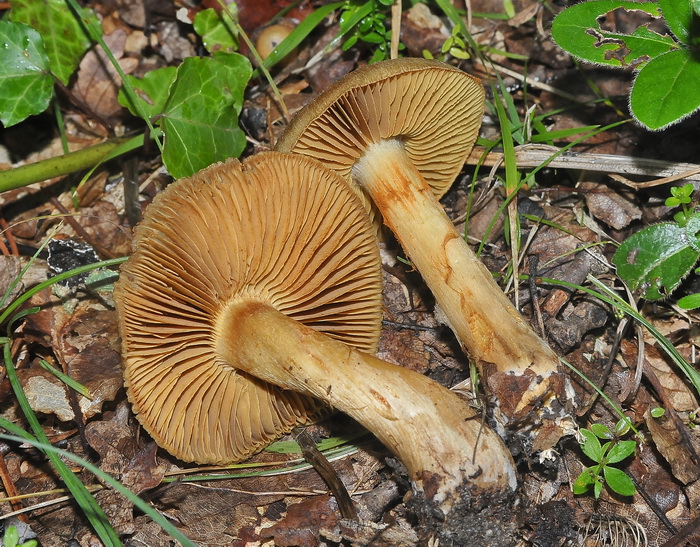 Cortinarius sp.